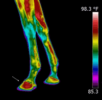 Infrared image of low limb of a racehorse